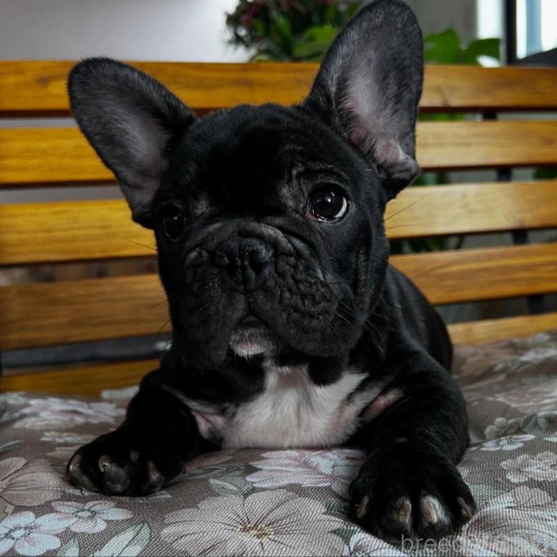 販売中の福岡県のフレンチブルドッグ-429103の1枚目
