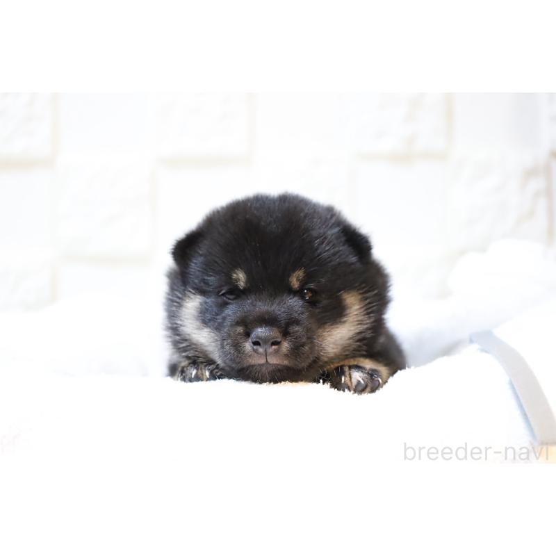 販売中の大分県の豆柴-429104の10枚目