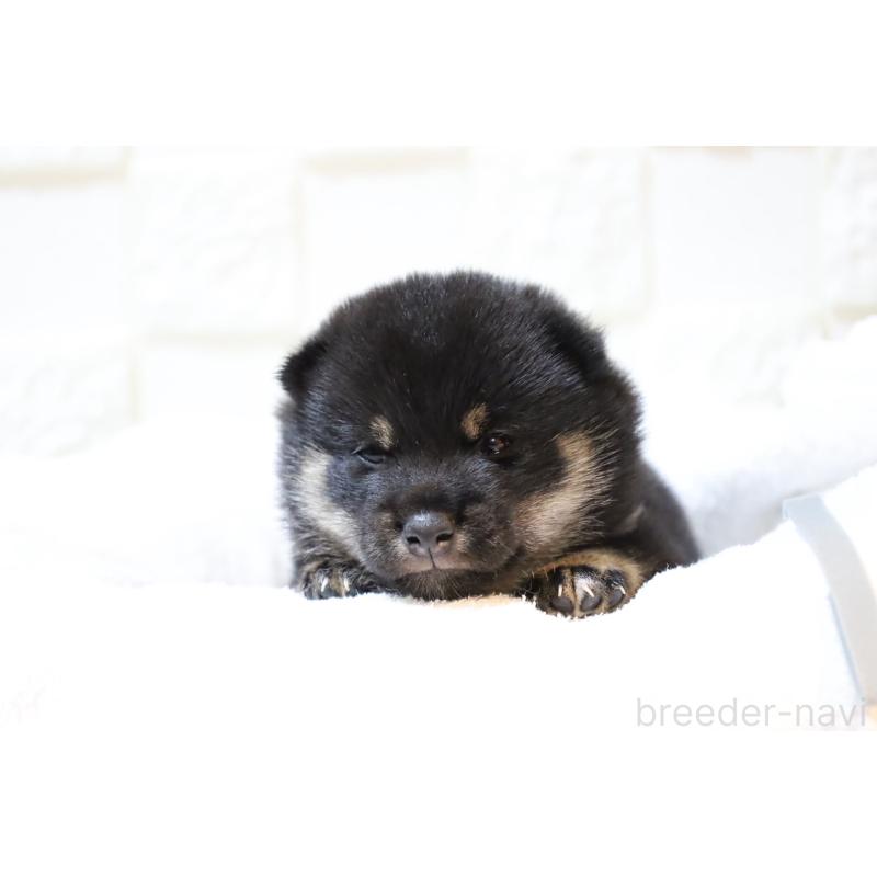 販売中の大分県の豆柴-429104の9枚目