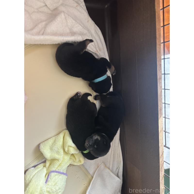 販売中の大分県の豆柴-429104の6枚目