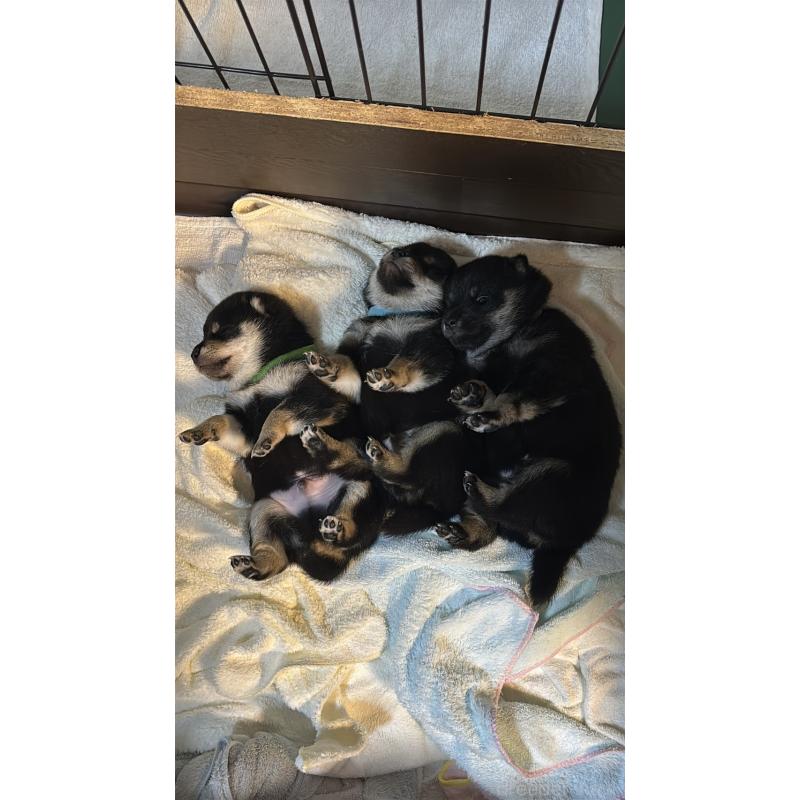 販売中の大分県の豆柴-429104の5枚目