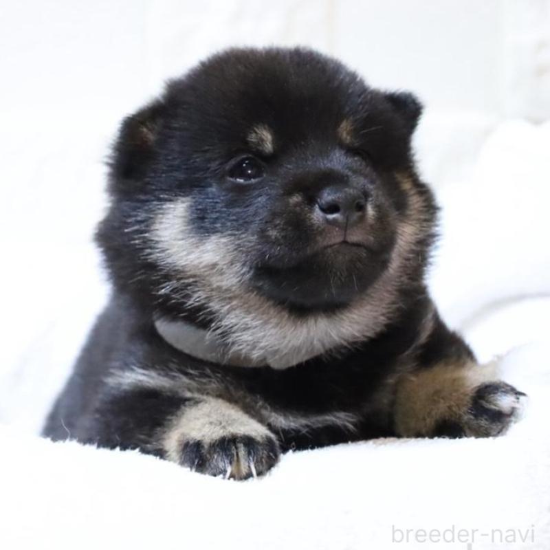 販売中の大分県の豆柴-429104の2枚目