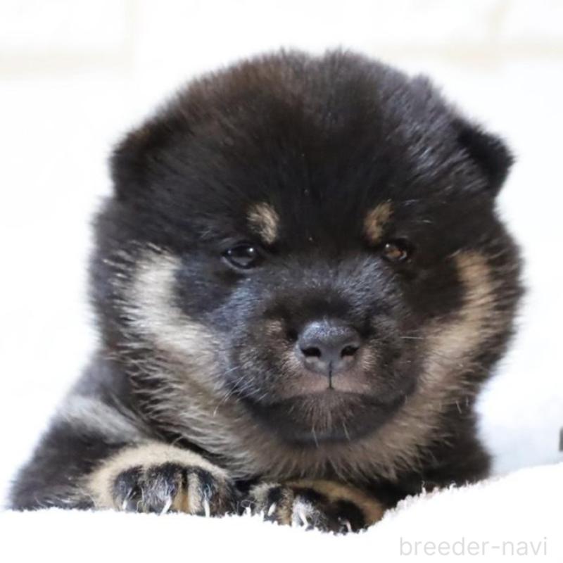 販売中の大分県の豆柴-429104の1枚目