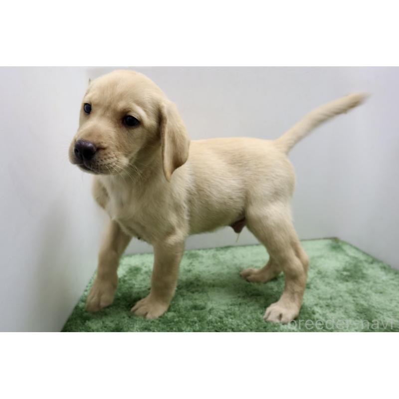 成約済の群馬県のラブラドールレトリーバー-421446の6枚目