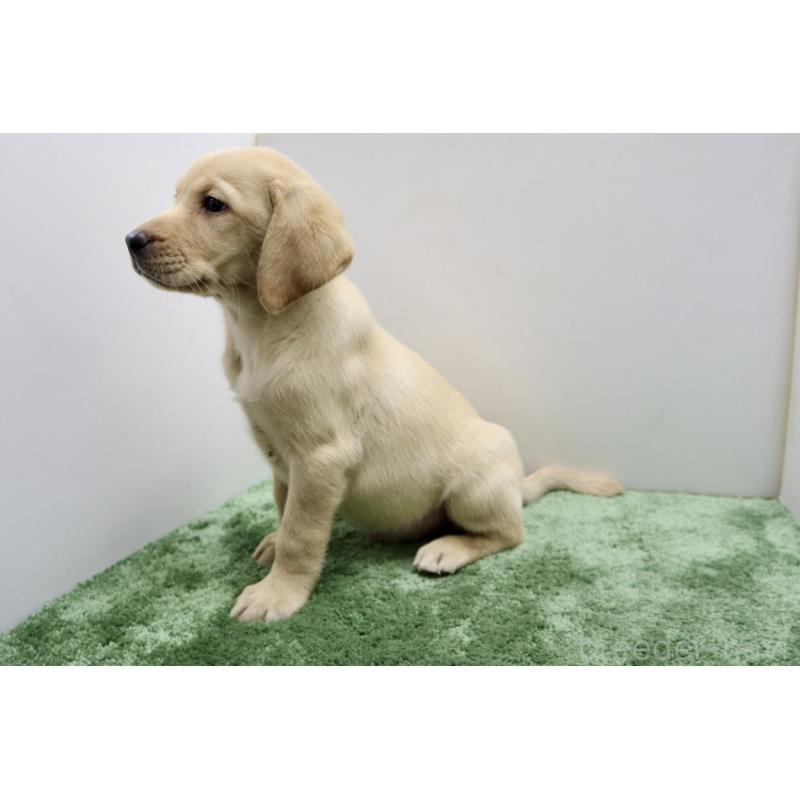 成約済の群馬県のラブラドールレトリーバー-421446の5枚目