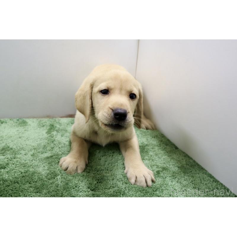 成約済の群馬県のラブラドールレトリーバー-421446の4枚目