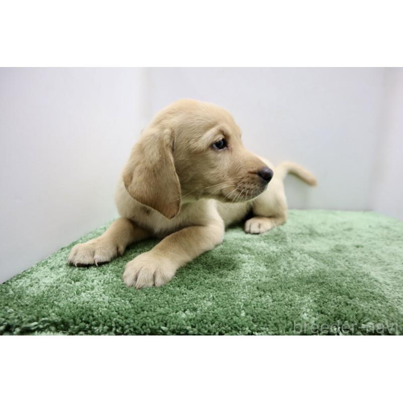 成約済の群馬県のラブラドールレトリーバー-421446の3枚目