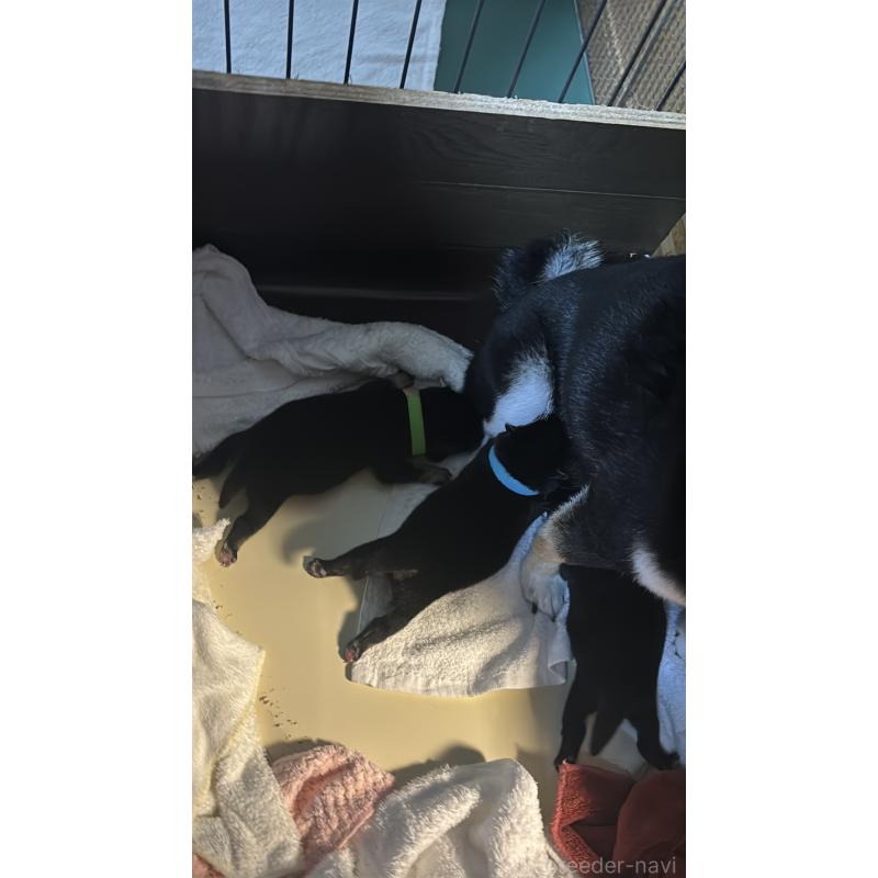 販売中の大分県の豆柴-429106の11枚目