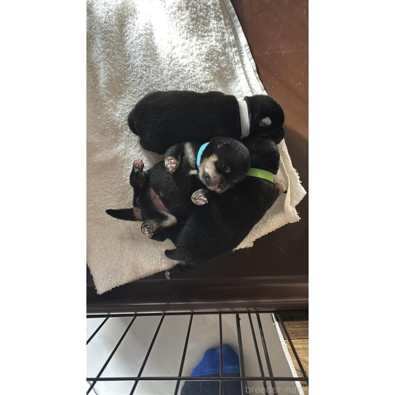 販売中の大分県の豆柴-429106の10枚目