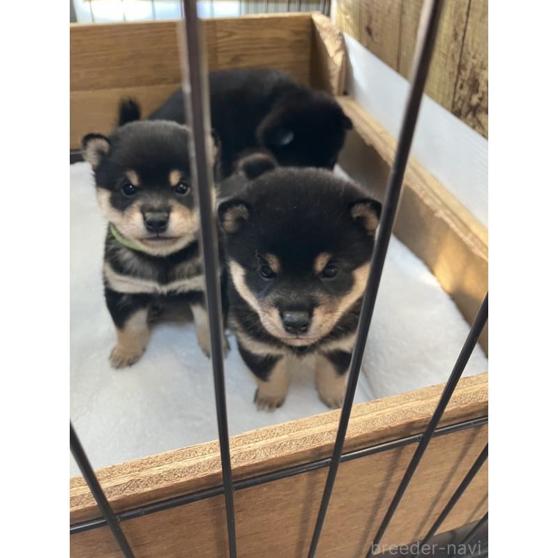 販売中の大分県の豆柴-429106の7枚目