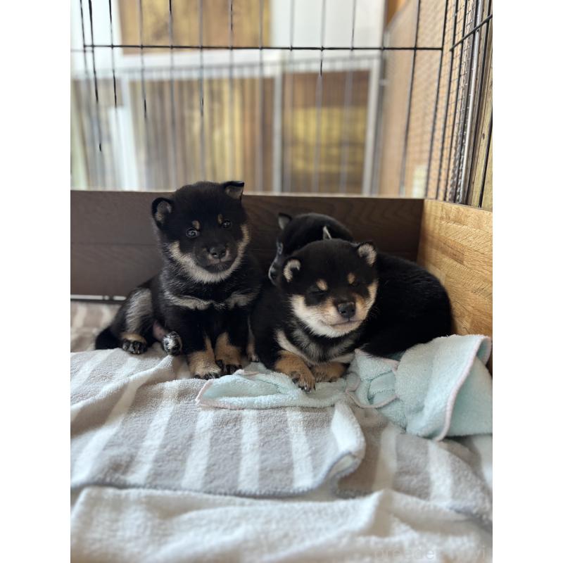 販売中の大分県の豆柴-429106の6枚目