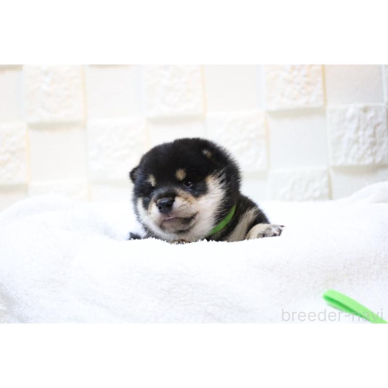 販売中の大分県の豆柴-429106の5枚目