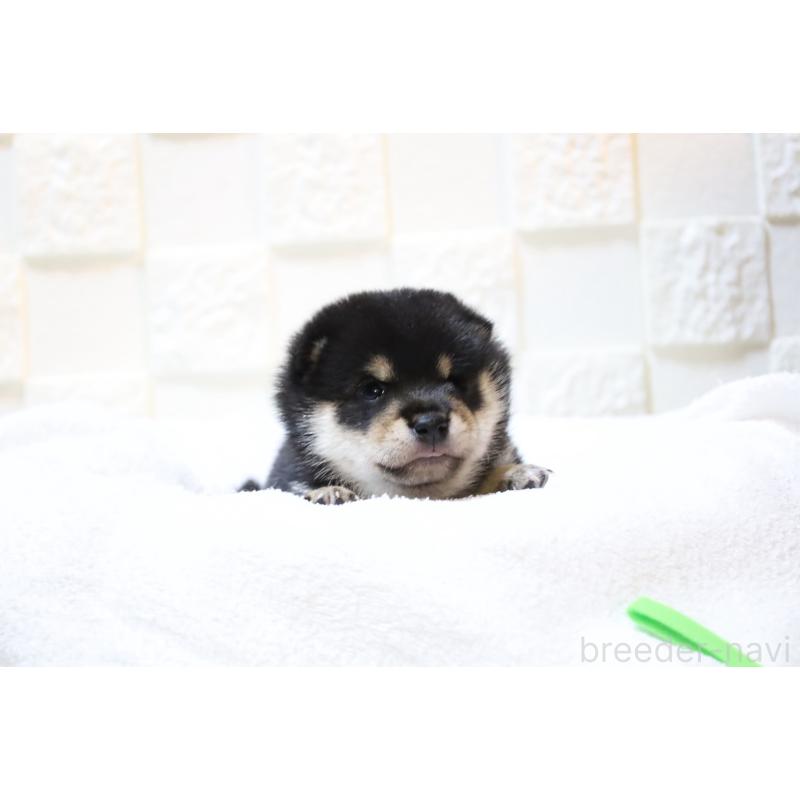 販売中の大分県の豆柴-429106の4枚目