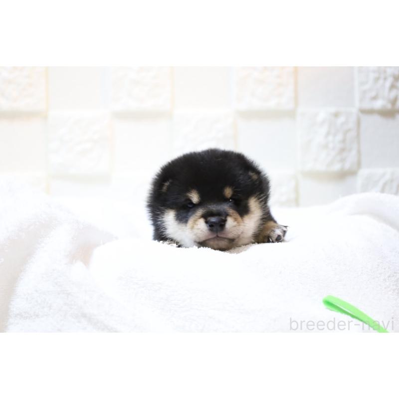 販売中の大分県の豆柴-429106の3枚目