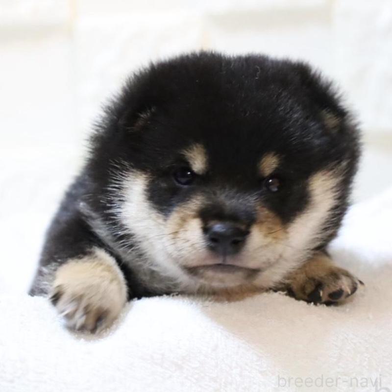 販売中の大分県の豆柴-429106