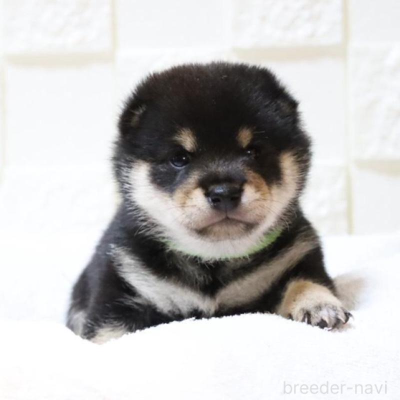 販売中の大分県の豆柴-429106の2枚目