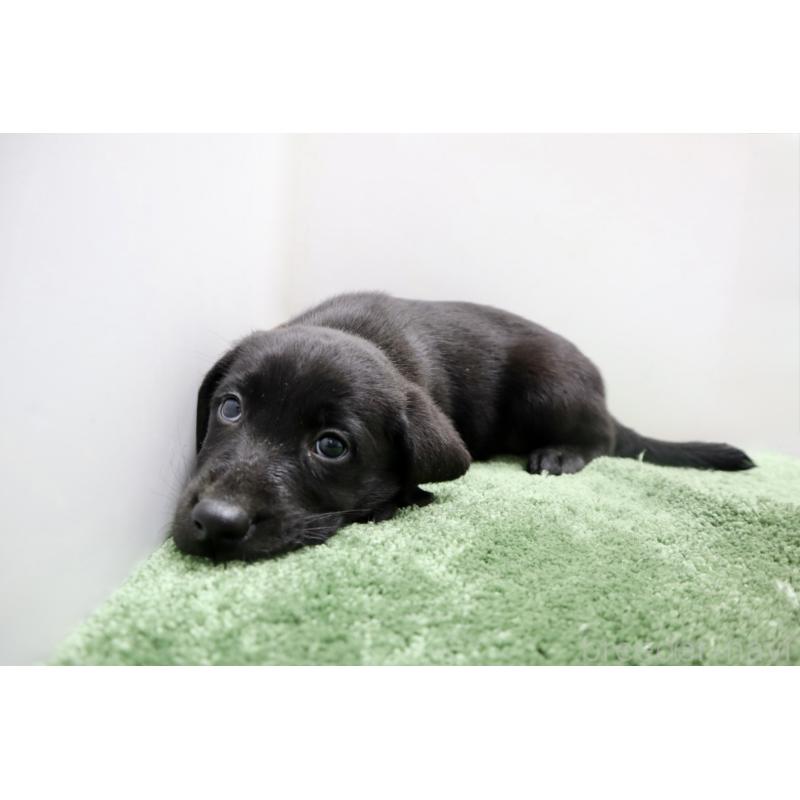 販売中の群馬県のラブラドールレトリーバー-421444の5枚目