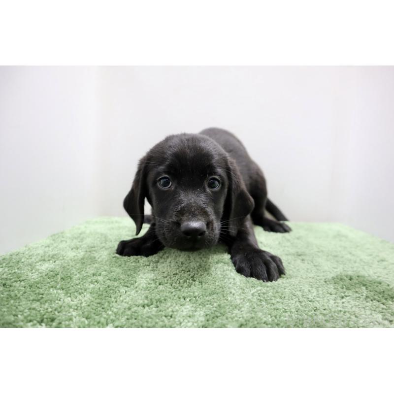 販売中の群馬県のラブラドールレトリーバー-421444の4枚目