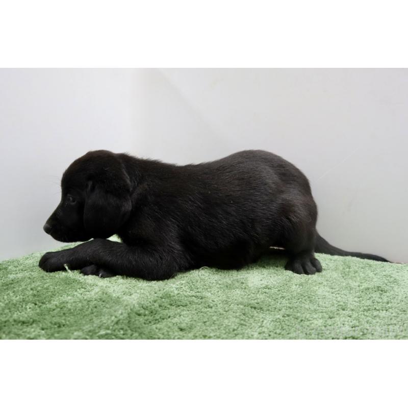 販売中の群馬県のラブラドールレトリーバー-421444の3枚目