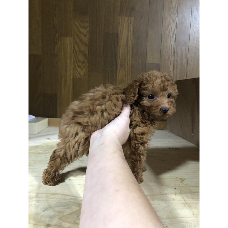 成約済の兵庫県のトイプードル-425639の16枚目