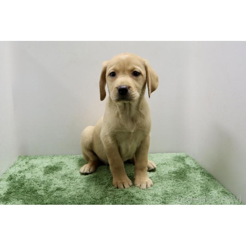 販売中の群馬県のラブラドールレトリーバー-421449の6枚目