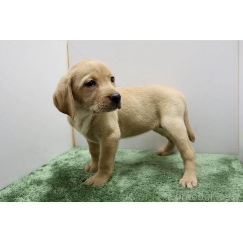 販売中の群馬県のラブラドールレトリーバー-421449の4枚目