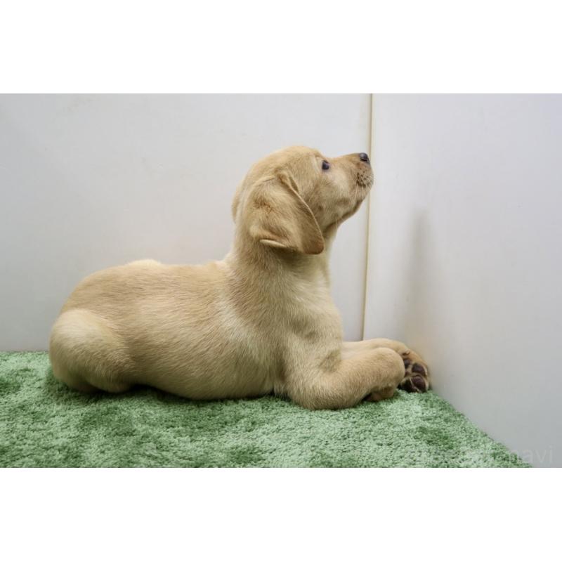 販売中の群馬県のラブラドールレトリーバー-421449の3枚目