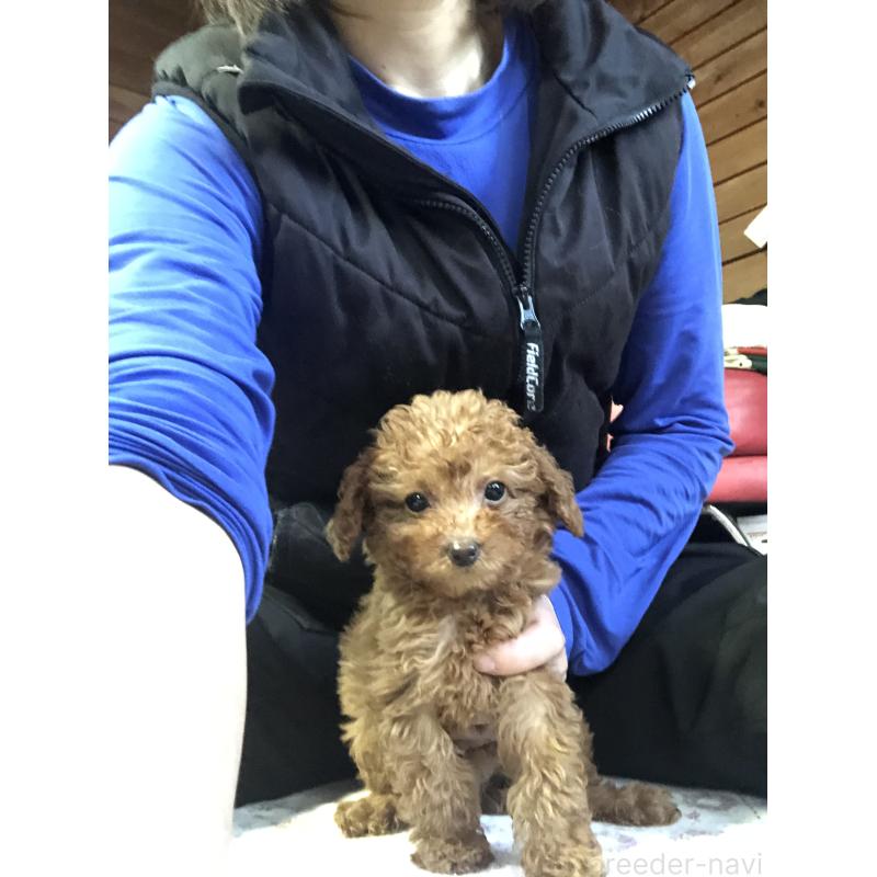 成約済の兵庫県のトイプードル-425639の14枚目