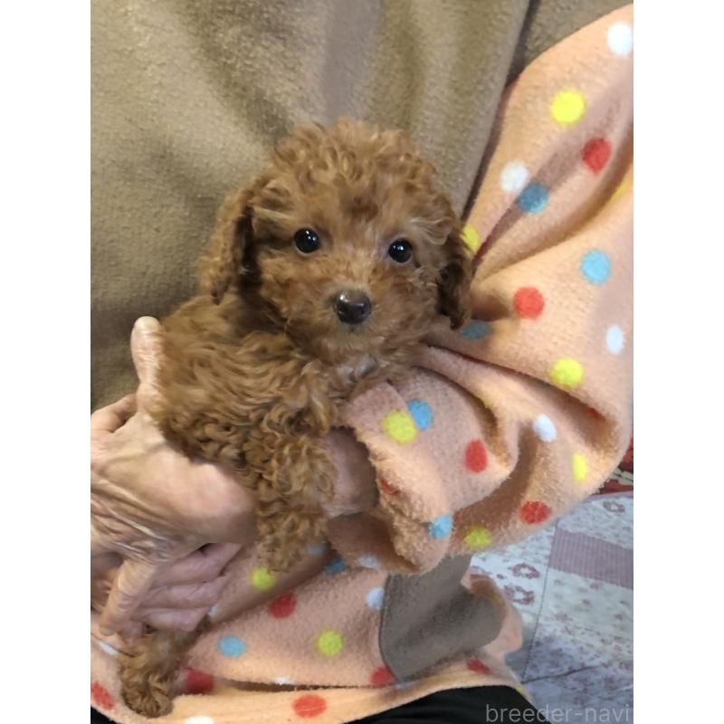 販売中の兵庫県のトイプードル-425639