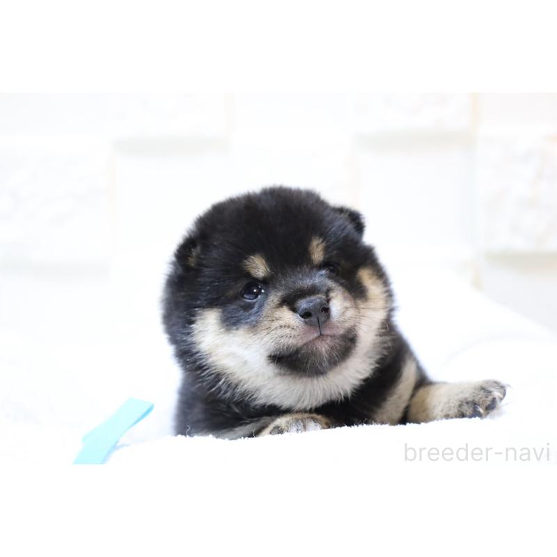 販売中の大分県の豆柴-429107の4枚目