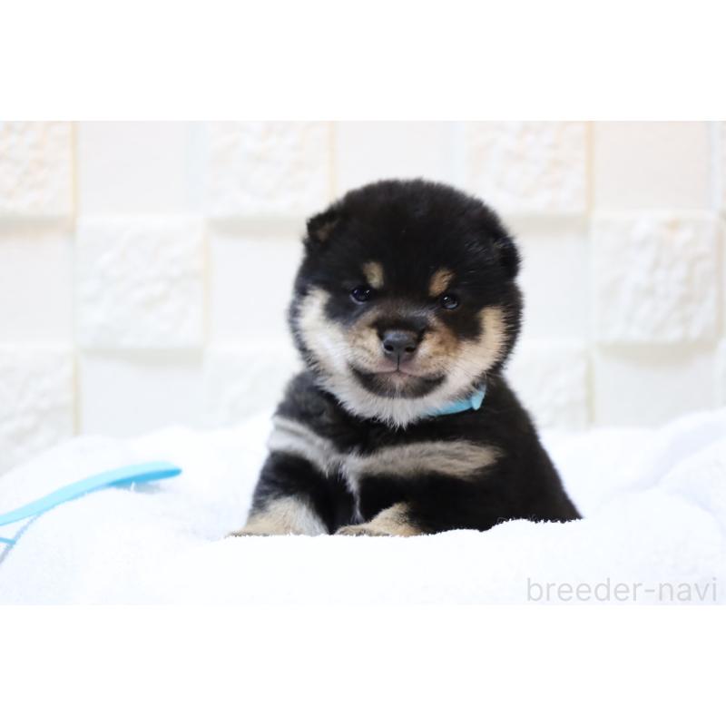 販売中の大分県の豆柴-429107の2枚目