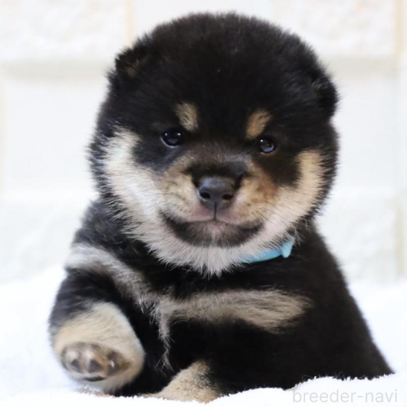 販売中の大分県の豆柴-429107