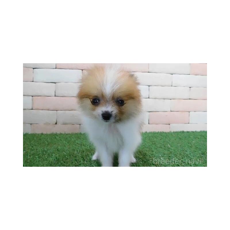 販売中の三重県のポメラニアン-427920の5枚目