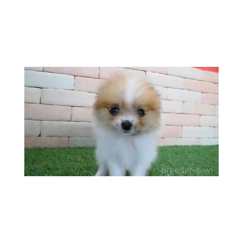 販売中の三重県のポメラニアン-427920の1枚目