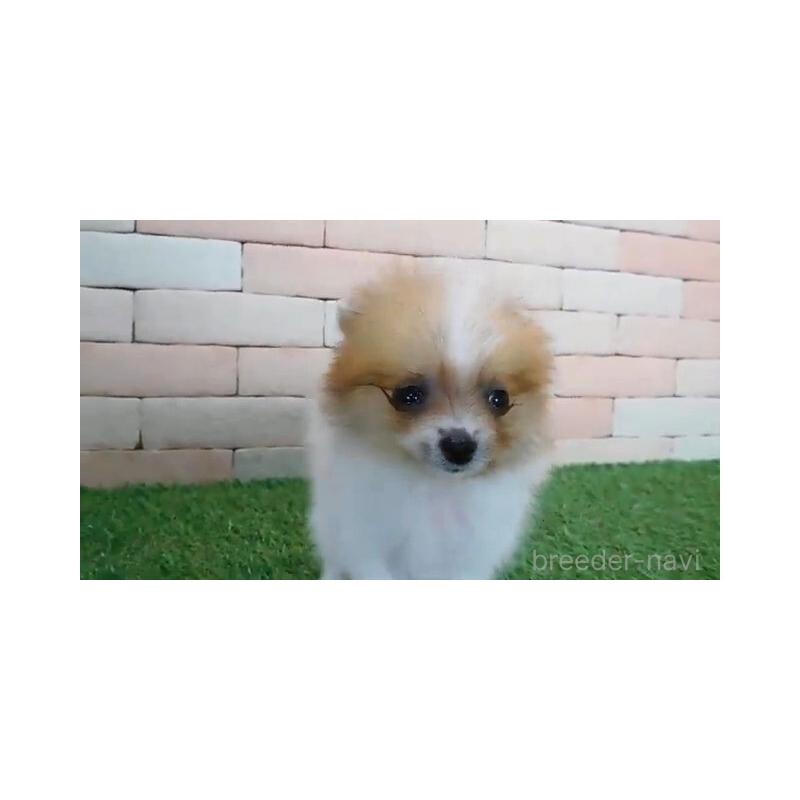 販売中の三重県のポメラニアン-427920の4枚目