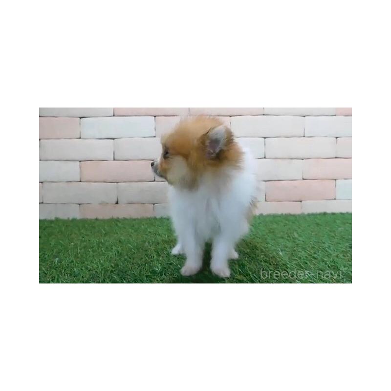 販売中の三重県のポメラニアン-427920の3枚目