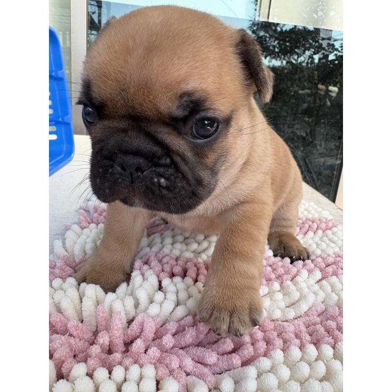 販売中の大阪府のフレンチブルドッグ-429108の9枚目