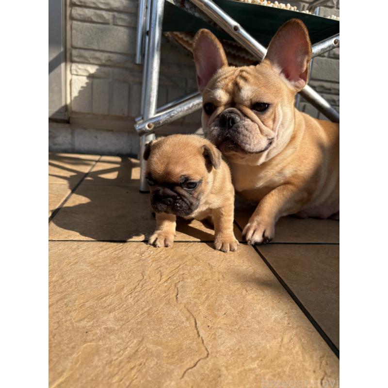 販売中の大阪府のフレンチブルドッグ-429108の5枚目