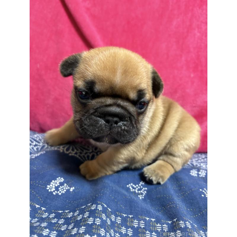 販売中の大阪府のフレンチブルドッグ-429108の3枚目