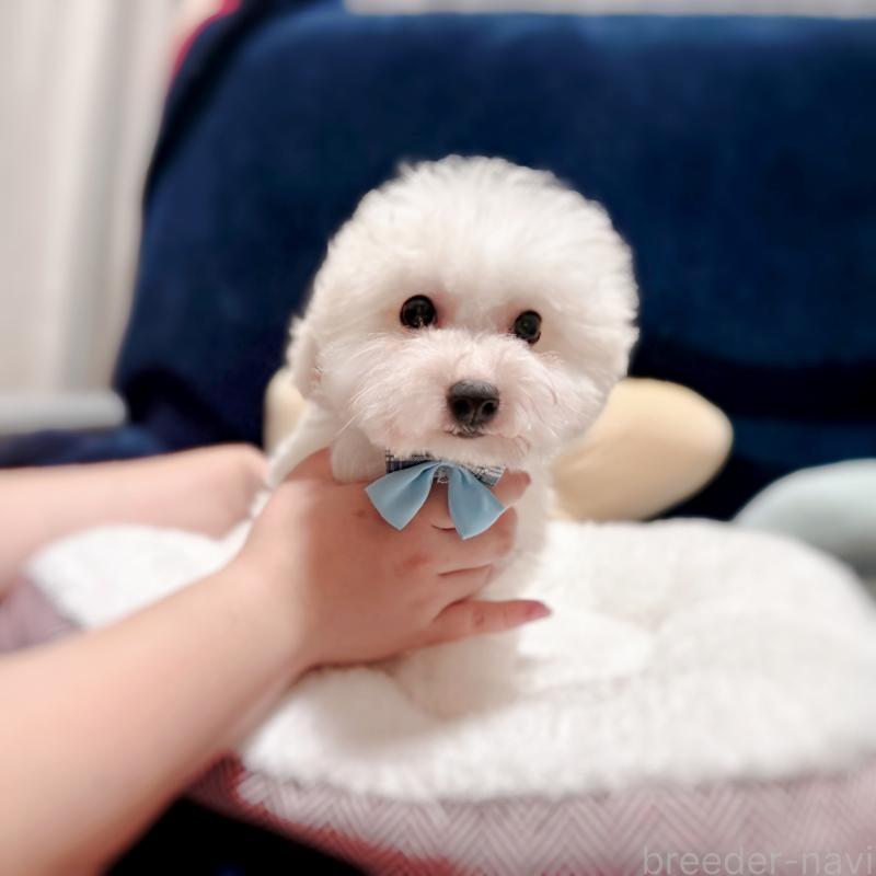 販売中の埼玉県のビションフリーゼ-422499