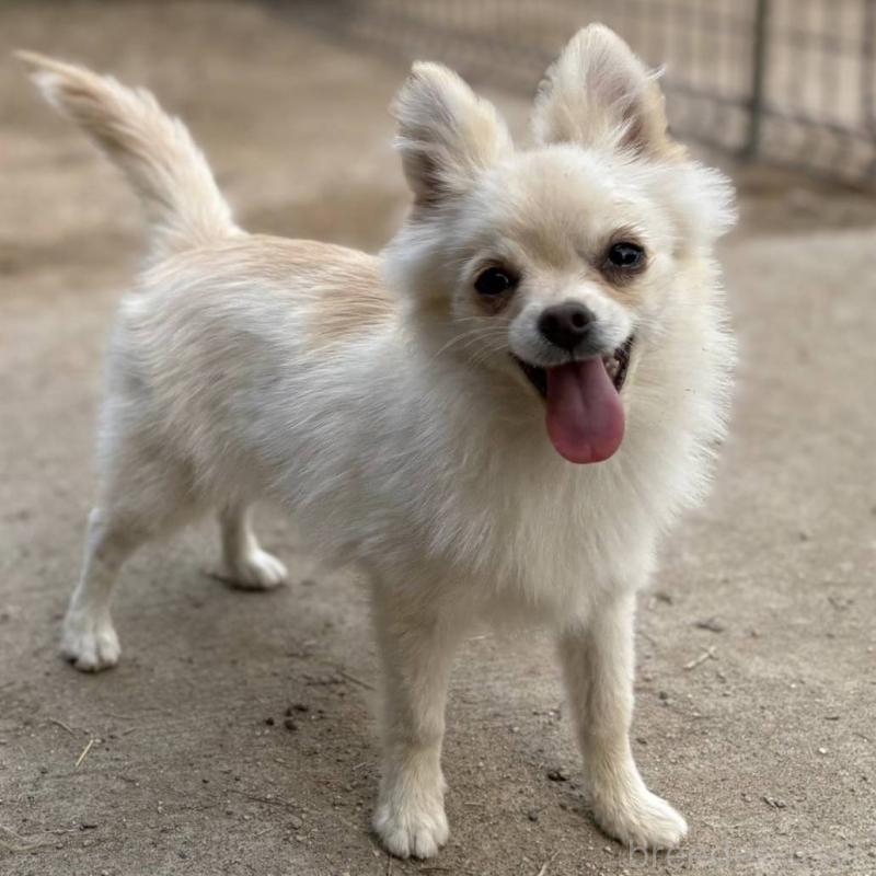 販売中の茨城県のポメチワ:ポメラニアン×チワワ-396487の25枚目