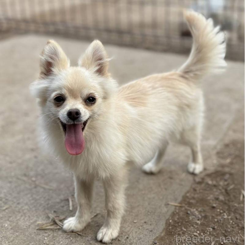 販売中の茨城県のポメチワ:ポメラニアン×チワワ-396487の24枚目