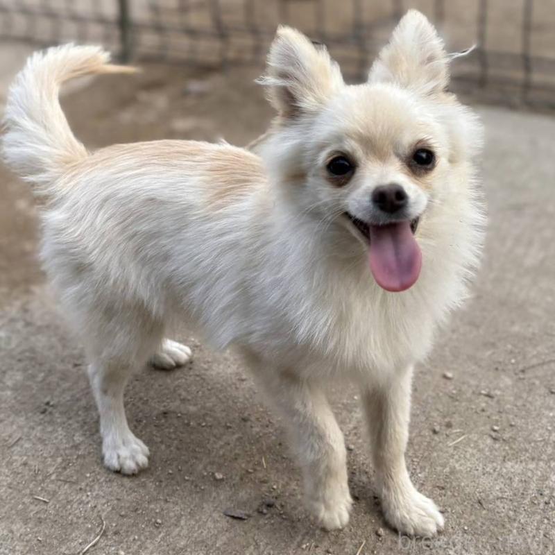 販売中の茨城県のポメチワ:ポメラニアン×チワワ-396487の23枚目