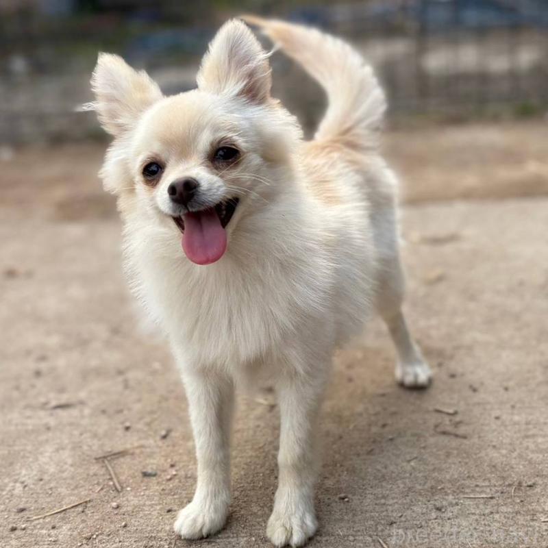 販売中の茨城県のポメチワ:ポメラニアン×チワワ-396487の22枚目