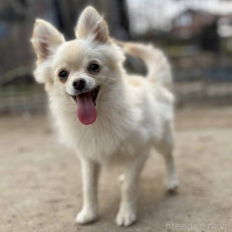 販売中の茨城県のポメチワ:ポメラニアン×チワワ-396487