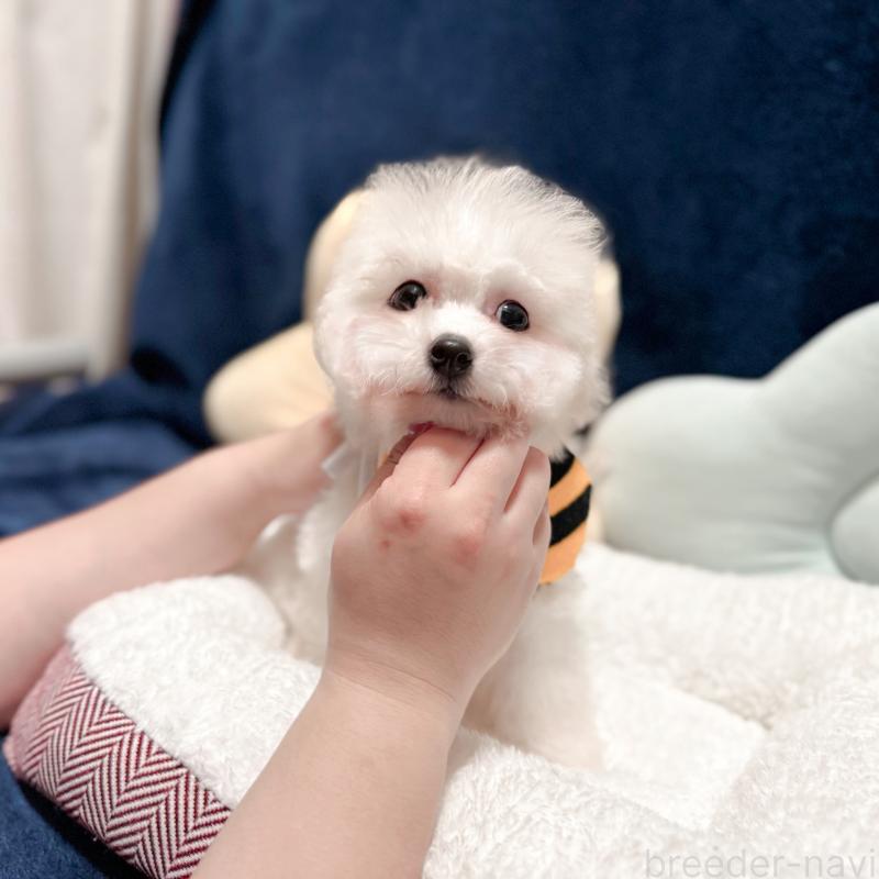 販売中の埼玉県のビションフリーゼ-421090