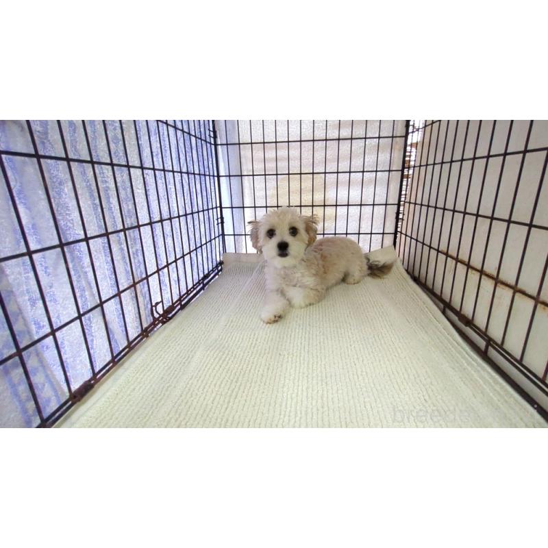 販売中の茨城県のチワマル:チワワ×マルチーズ-391615の2枚目