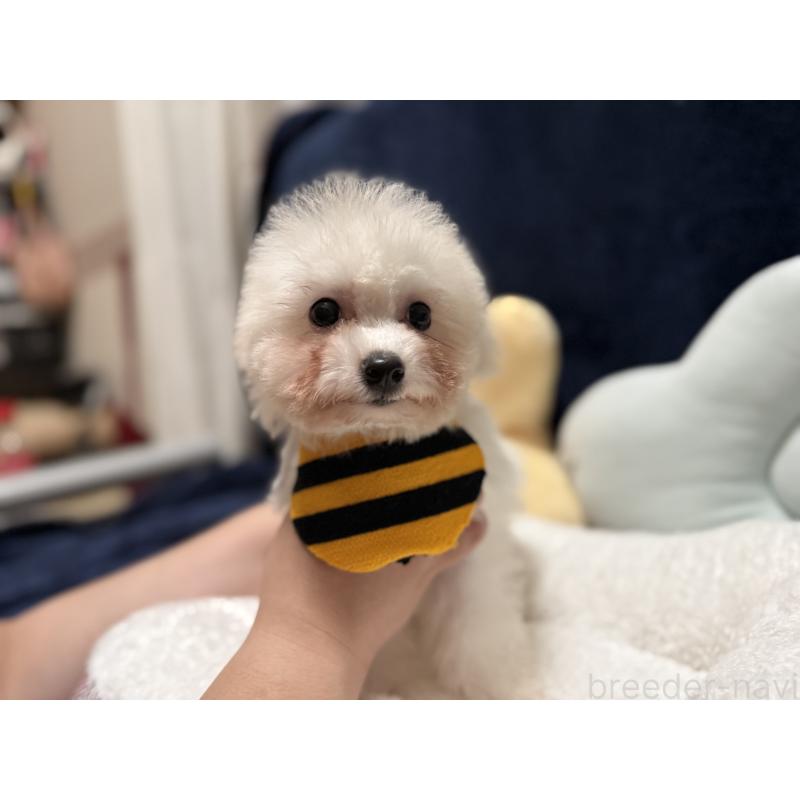 販売中の埼玉県のビションフリーゼ-421090の2枚目