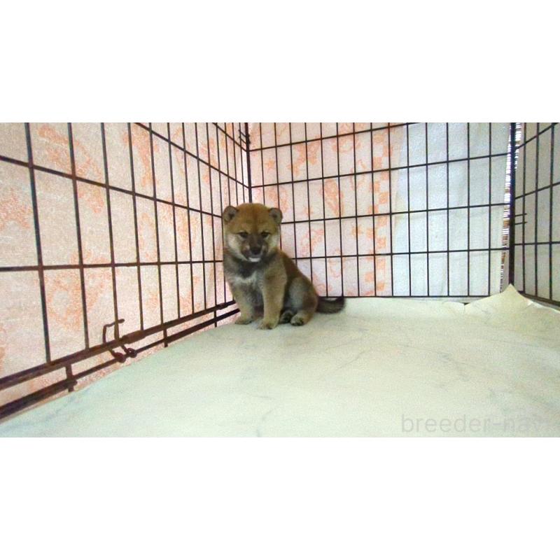 販売中の茨城県の柴犬-423534の2枚目