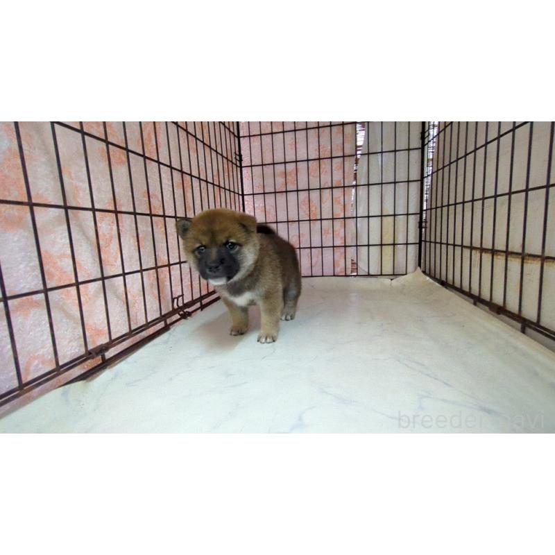 販売中の茨城県の柴犬-423531の2枚目